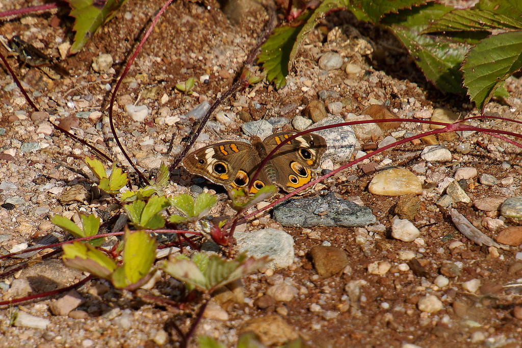 Common buckeye (Junonia coenia)