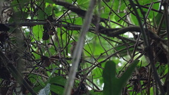 Ramphocaenus melanurus image