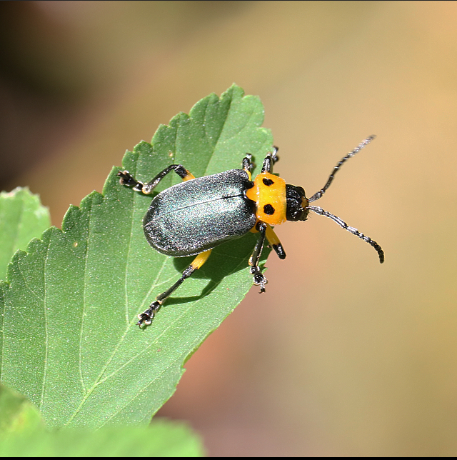 Coelomera binotata