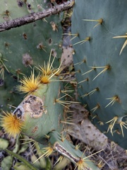 Opuntia rastrera