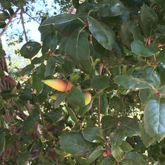 Quercus
