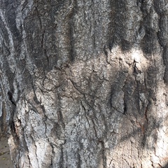 Quercus