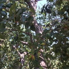 Quercus