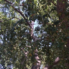 Quercus