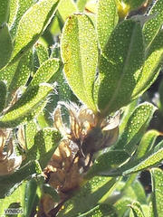 Psoralea obliqua