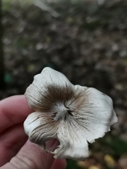 Tricholoma virgatum