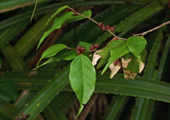 Cleistanthus acuminatus