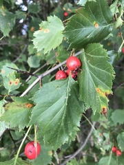 Crataegus flabellata