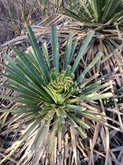 Dasylirion berlandieri