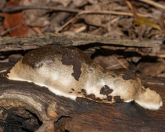 Reticularia splendens