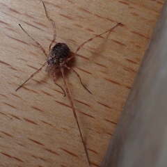 Lophopilio palpinalis