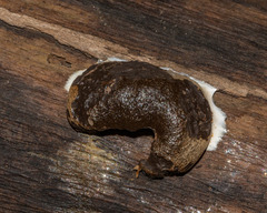 Reticularia splendens