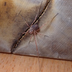 Lophopilio palpinalis