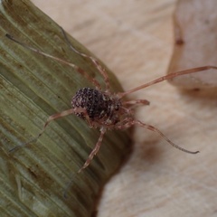 Lophopilio palpinalis