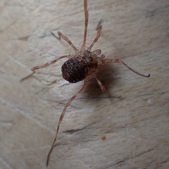 Lophopilio palpinalis