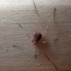 Lophopilio palpinalis
