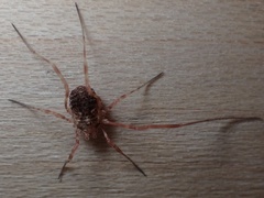 Lophopilio palpinalis