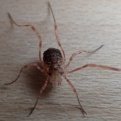 Lophopilio palpinalis