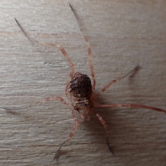 Lophopilio palpinalis