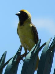 Ploceus velatus tahatali