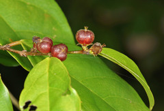 Cleistanthus acuminatus
