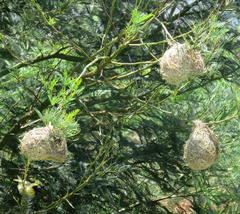 Ploceus velatus tahatali