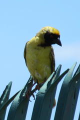 Ploceus velatus tahatali