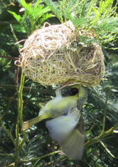 Ploceus velatus tahatali