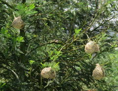 Ploceus velatus tahatali