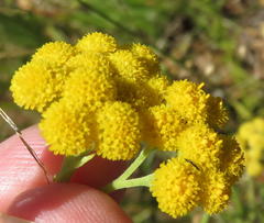Nidorella hottentotica