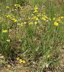 Nidorella hottentotica
