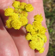 Nidorella hottentotica