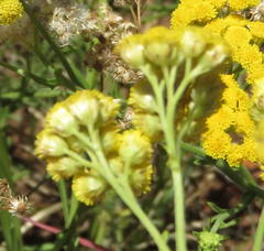 Nidorella hottentotica