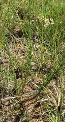 Nidorella hottentotica