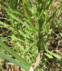 Nidorella hottentotica