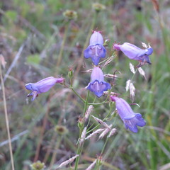 Penstemon stenophyllus