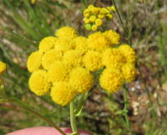 Nidorella hottentotica