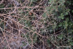 Pimpinella villosa