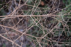 Pimpinella villosa