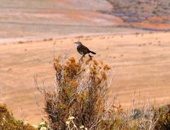 Cercotrichas coryphoeus coryphoeus