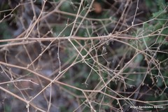 Pimpinella villosa