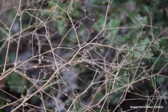 Pimpinella villosa
