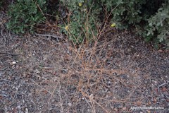 Pimpinella villosa