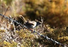 Cisticola fulvicapilla fulvicapilla