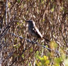 Cercotrichas coryphoeus coryphoeus