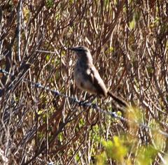 Cercotrichas coryphoeus coryphoeus