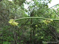 Cynanchum viminale viminale