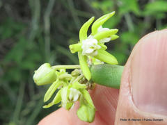 Cynanchum viminale viminale