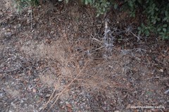 Pimpinella villosa
