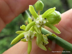 Cynanchum viminale viminale